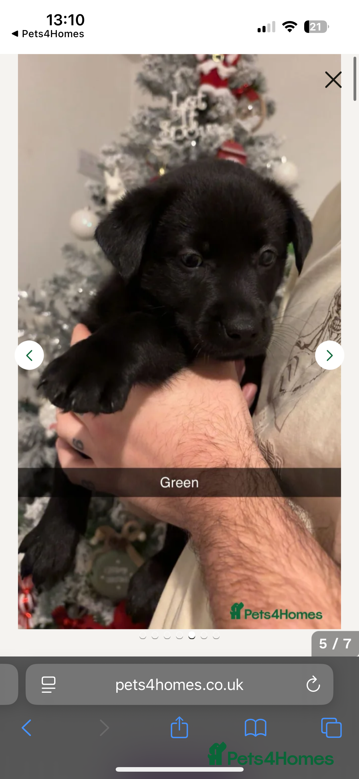 Mixed Breed dogs 🐾 2x Labrador x Husky Puppies Available 🐾 - Advert 18