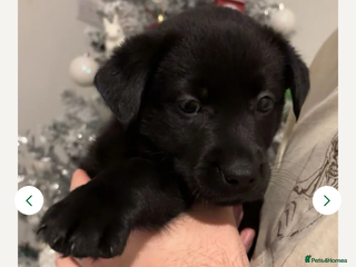 Mixed Breed dogs 🐾 2x Labrador x Husky Puppies Available 🐾 - Advert 18