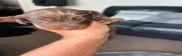 Dachshund dogs for sale: MINI dachshund LONG HAIRED 🐶 - Advert 7