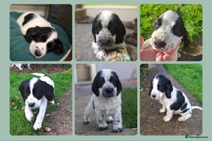 Cocker Spaniel dogs KC Registered cocker spaniel puppies ready now! - Advert 3