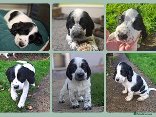 Cocker Spaniel dogs - Advert 2