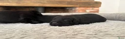 Labrador Retriever dogs for sale: Health Tested IGL Champion Bred Labrador Puppies  - Advert 15