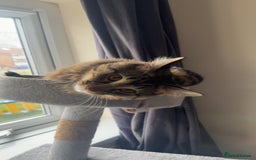 British Longhair cats for sale: 2 Year Old Domestic Long Hair - Image 1