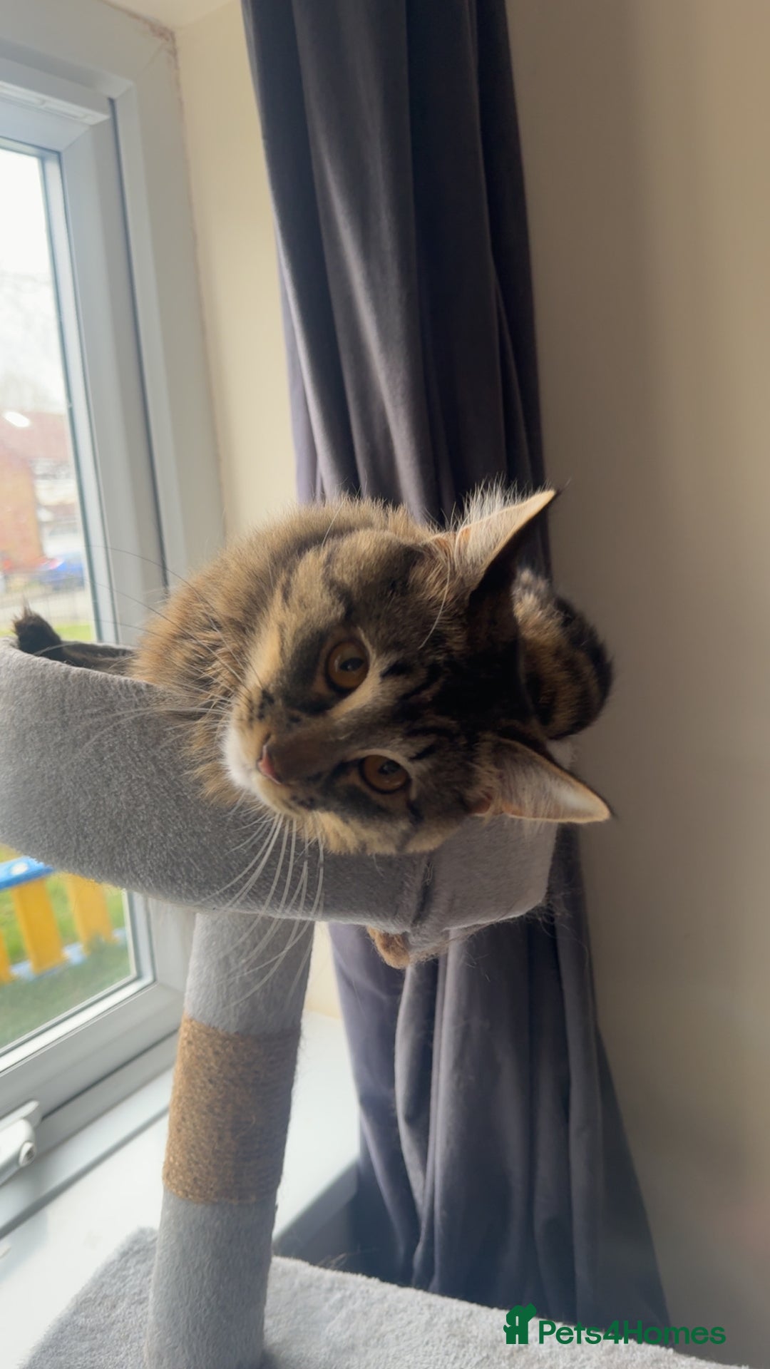 British Longhair cats for sale: 2 Year Old Domestic Long Hair - Image 1