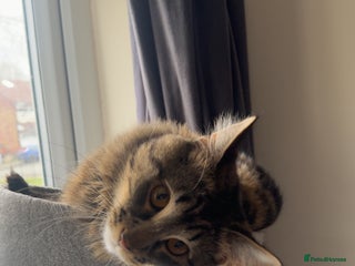 British Longhair cats - Advert 9