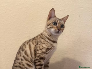 Bengal cats - Advert 36