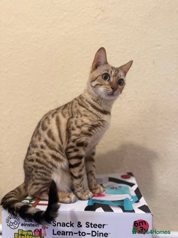 Bengal cats - Advert 14