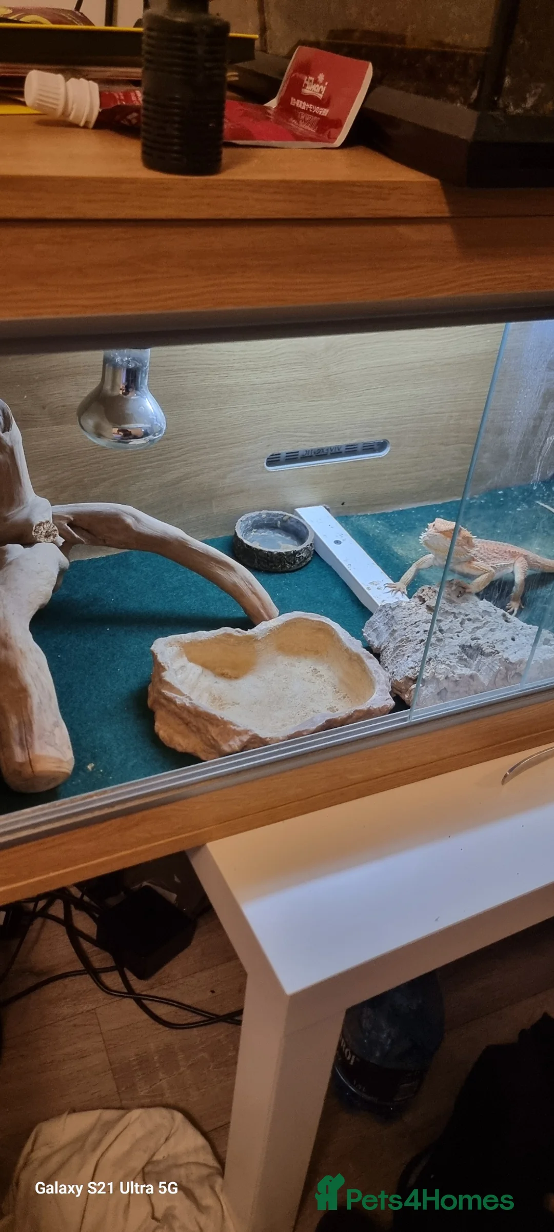 Bearded Dragon reptiles for sale: bearded dragon in Milton Keynes - Advert 2