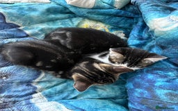 Bengal cats for sale: Two beautiful loving Boys 9 weeks old - Image 11