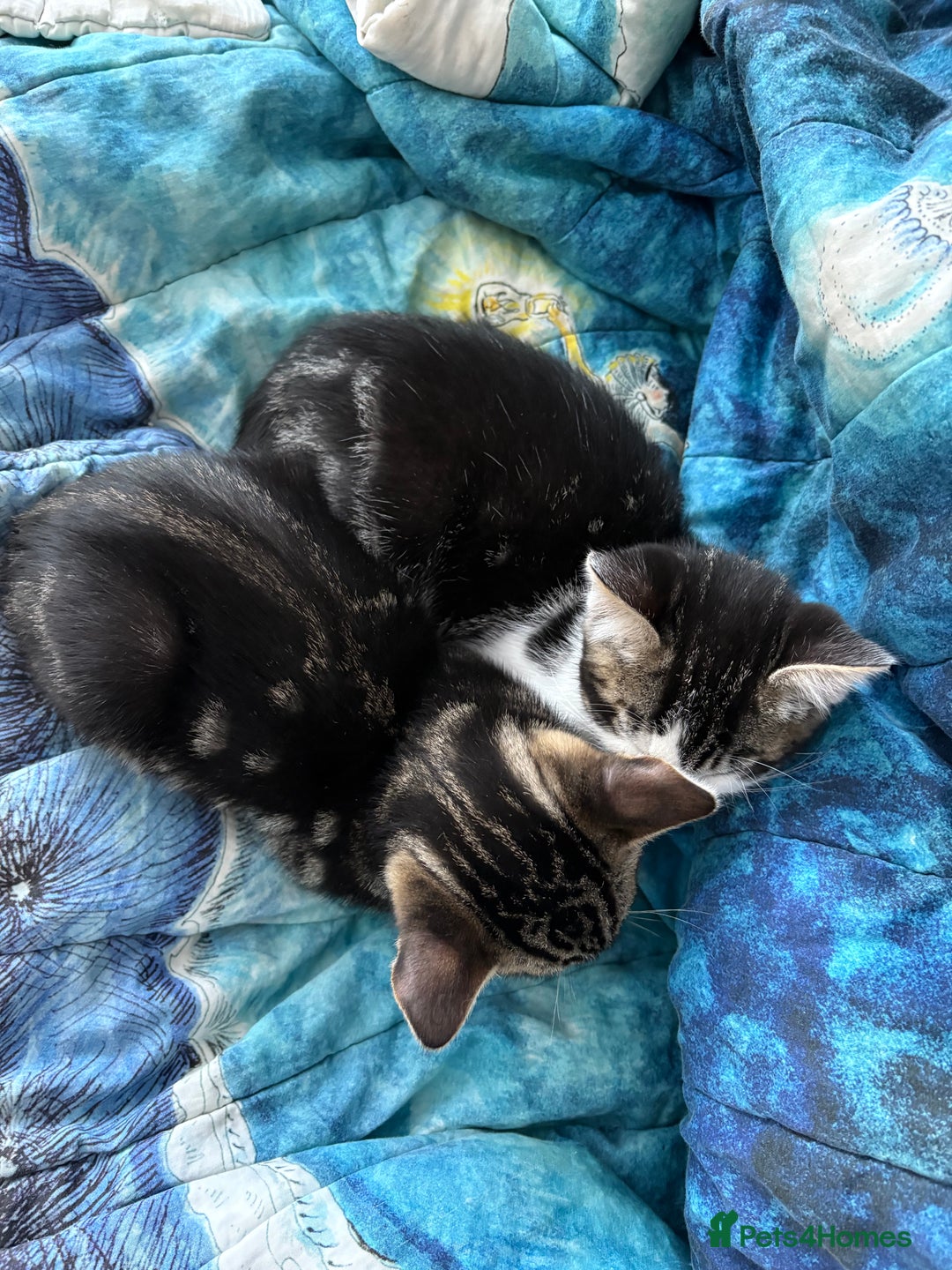 Bengal cats for sale: Two beautiful loving Boys 9 weeks old - Image 11