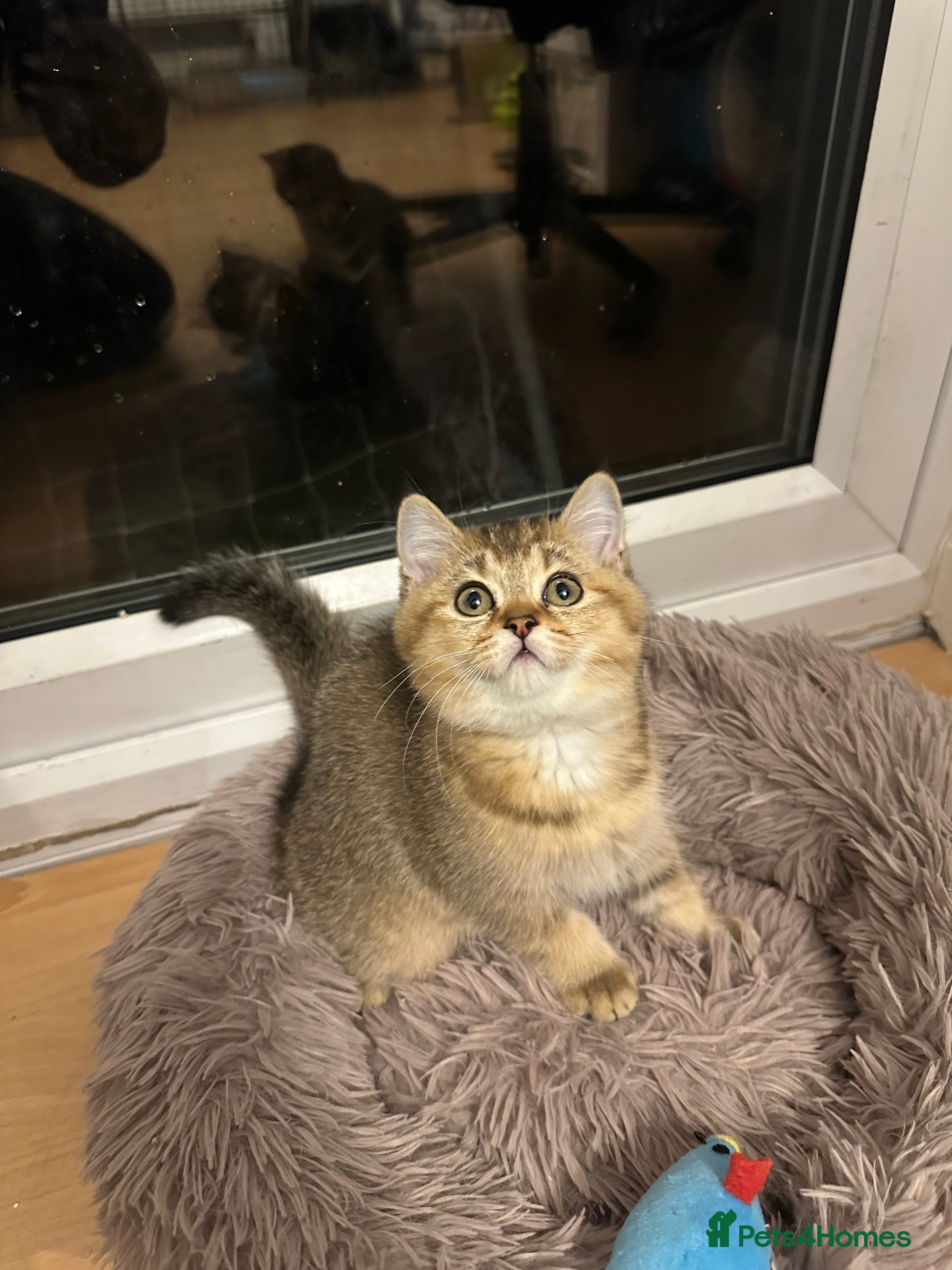 British Shorthair cats 4 Adorable British Short Hair Kittens  - Advert 11