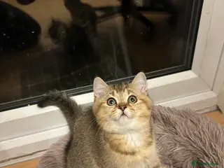 British Shorthair cats 4 Adorable British Short Hair Kittens - Advert 3