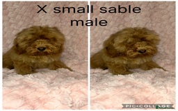 Cockapoo dogs for sale: F1 cockapoos - Image 3