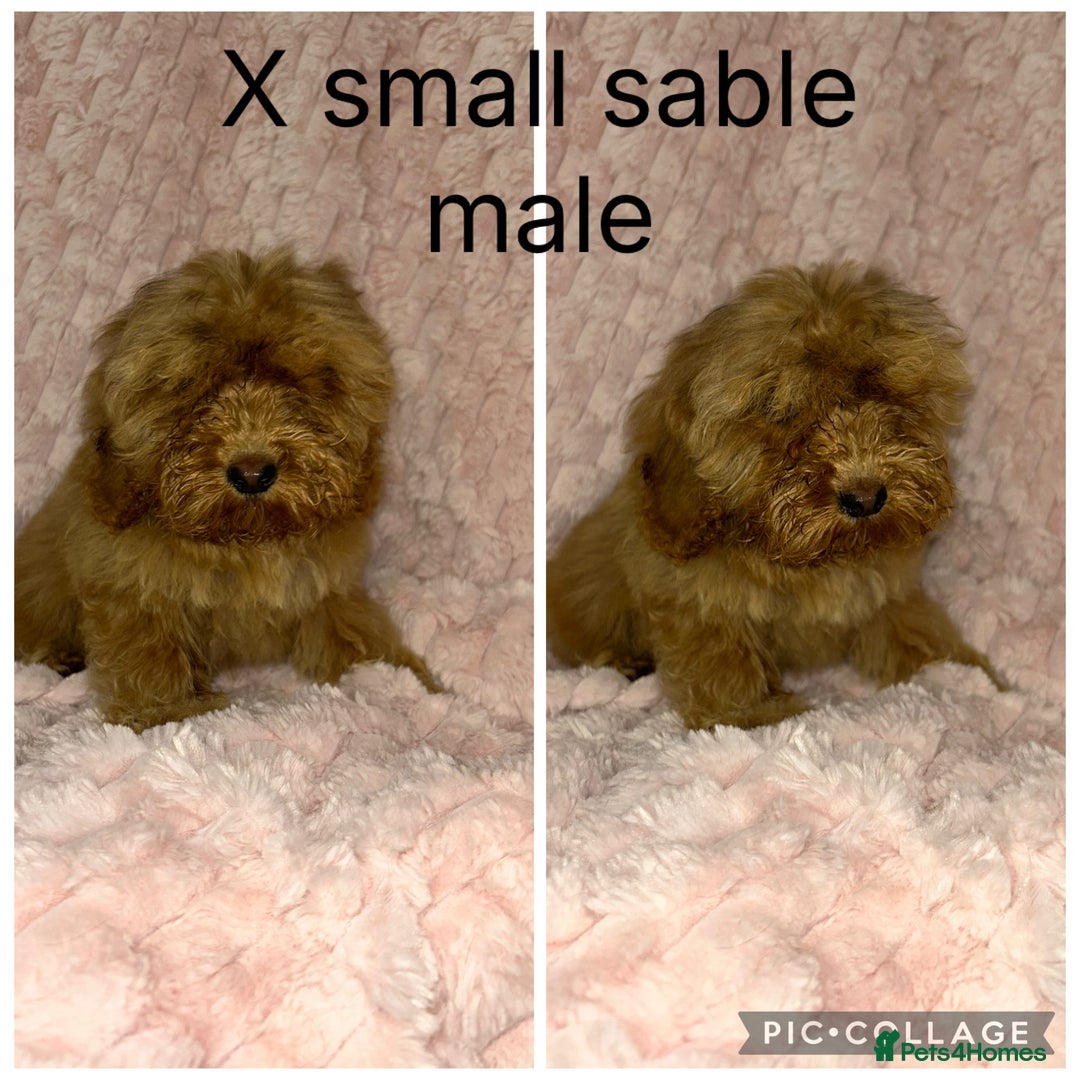 Cockapoo dogs for sale: F1 cockapoos - Image 3
