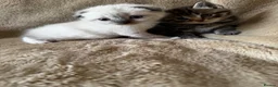 Scottish Fold cats for sale: ✨Adorable Scottish Fold Kittens 🐾 - Advert 5