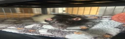 Rat rodents for sale: 2 x Male Rats and House - 9months old brothers - Advert 4