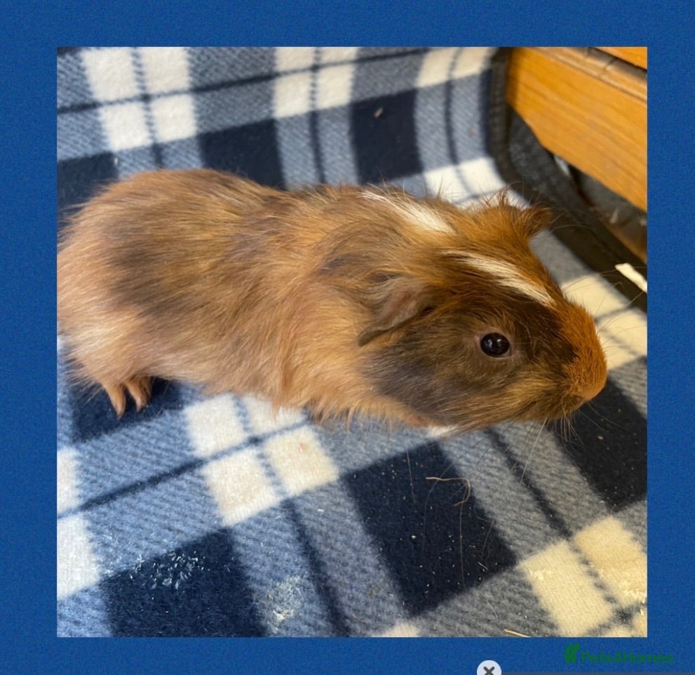Guinea Pig rodents Baby Guinea Pigs - Advert 1
