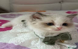 Ragdoll cats for sale: Blue eyes Blue-Bicolor kittens  - Image 24