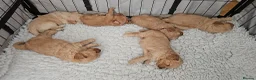 Mini Goldendoodle dogs for sale: Beautiful Mini Goldendoodle Ready Now - Advert 12