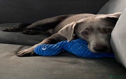 Labrador Retriever dogs for sale: Silver, Charcoal, Champagne Labrador Puppies  - Image 3