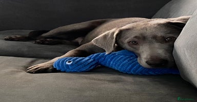 Labrador Retriever dogs - Advert 14