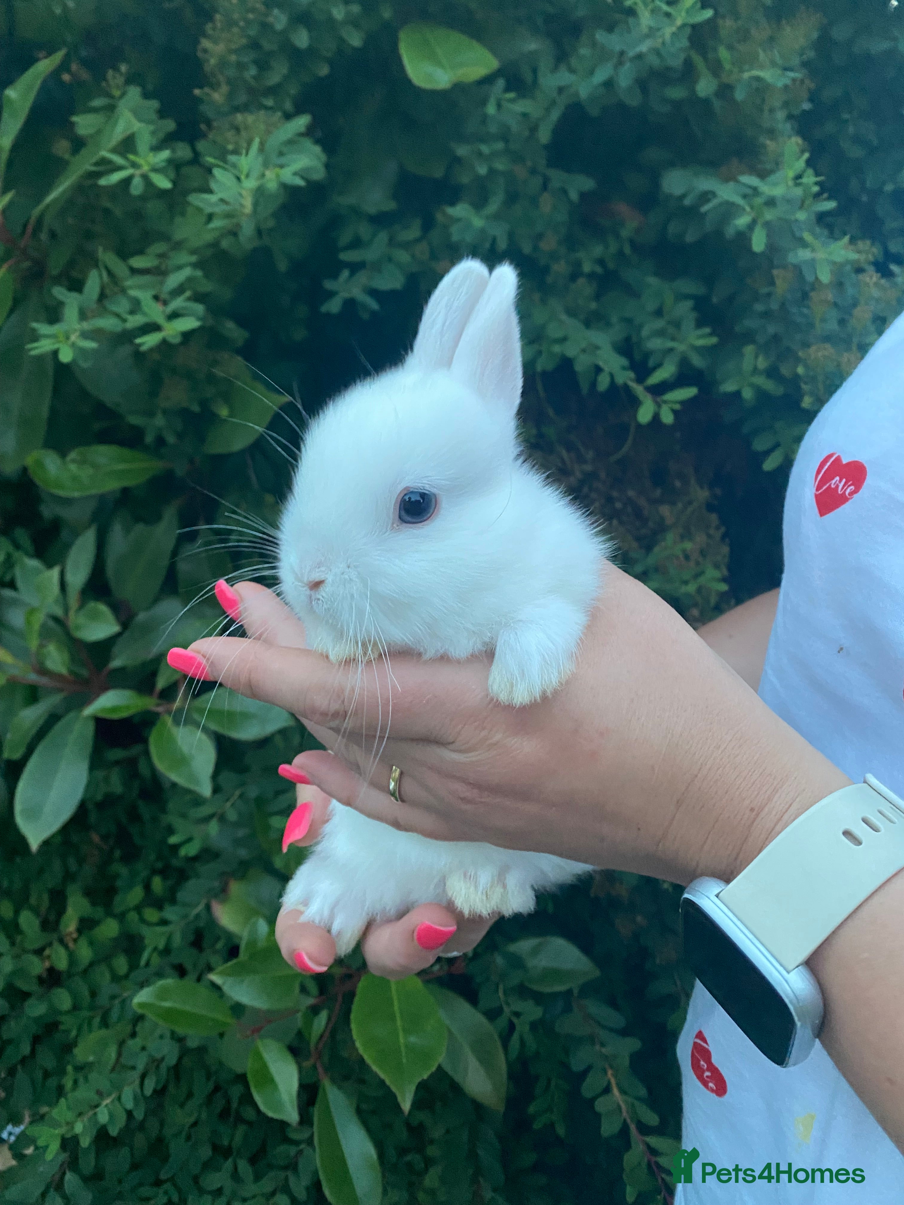 Netherland Dwarf rabbits 3 Beautiful blue eyed Netherland dwarf bunnies - Advert 1