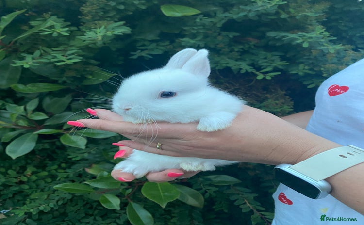 Netherland Dwarf rabbits - Advert 1