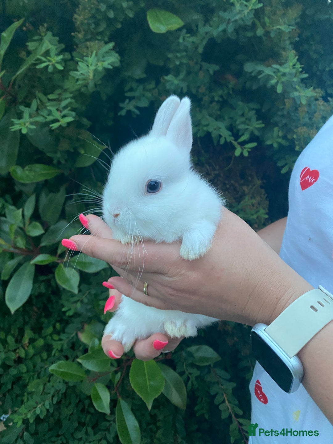 Netherland Dwarf rabbits for sale: 3 Beautiful blue eyed Netherland dwarf bunnies - Image 1