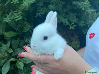 Netherland Dwarf rabbits 3 Beautiful blue eyed Netherland dwarf bunnies - Advert 5