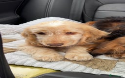 Cocker Spaniel dogs for sale: Murphy- Show Cocker Spaniel - Image 4