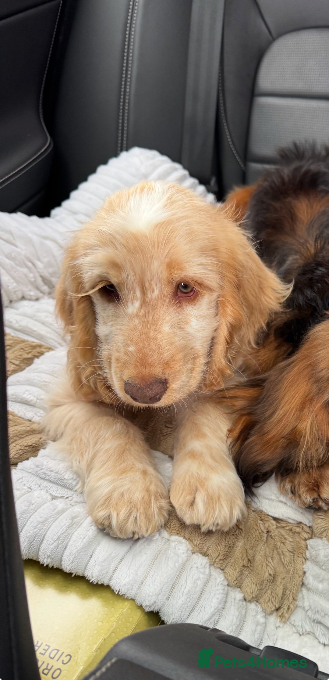 Cocker Spaniel dogs for sale: Murphy- Show Cocker Spaniel - Image 4