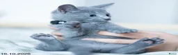 Russian Blue cats for sale: Adorable Russian Blue Kittens. - Advert 26