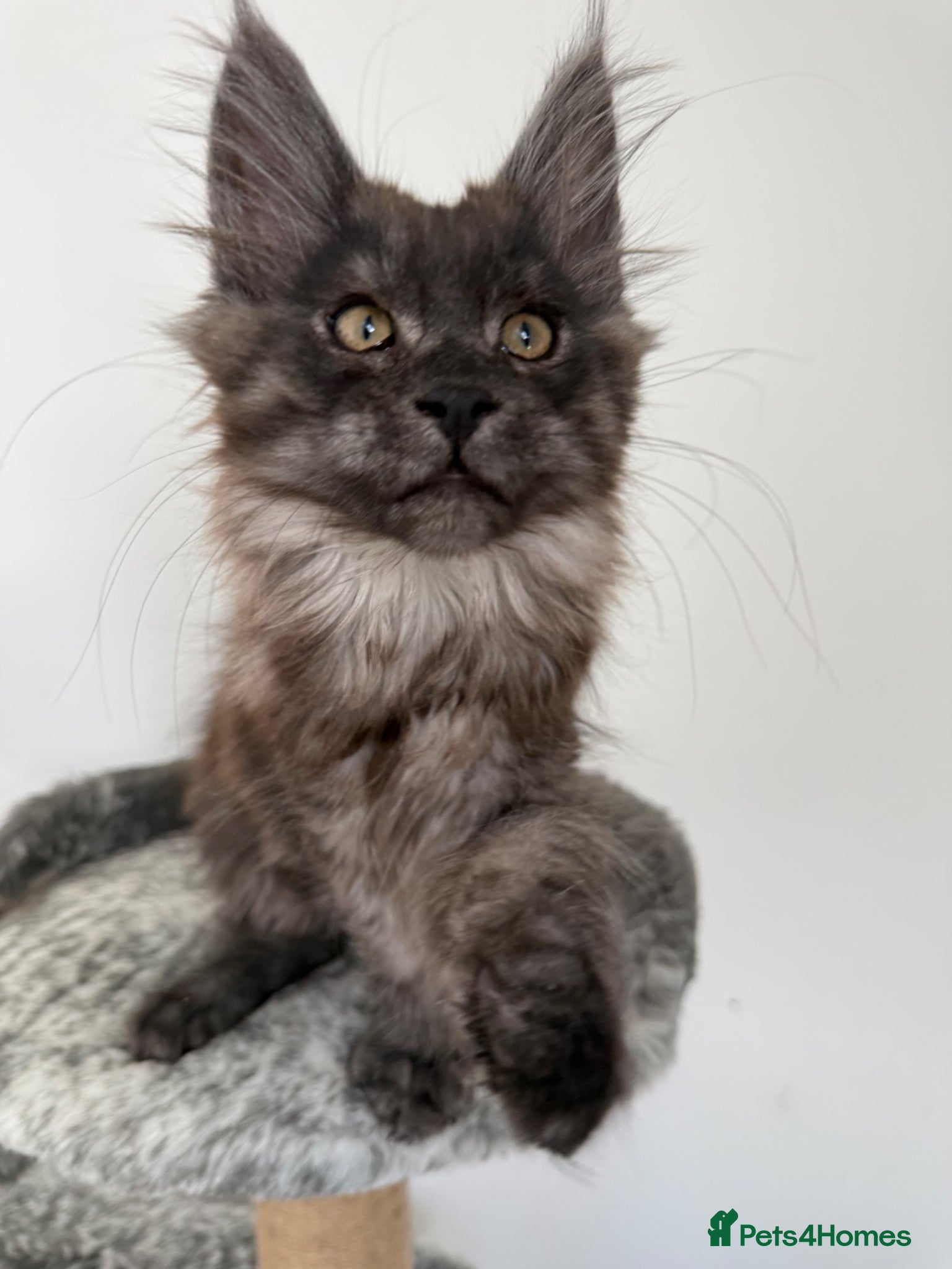 Maine Coon cats 🐾Tica registered Maine Coon Kittens Available 🐾 - Advert 2