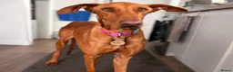 Mixed Breed dogs for adoption: Robbie - Spanish Podenco - Advert 6