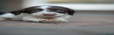 English Springer Spaniel 2