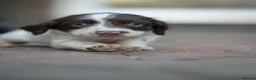 English Springer Spaniel dogs for sale: 2 Springer Spaniel Puppies - Advert 6