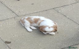 Cavalier King Charles Spaniel dogs for sale: Male Cavalier King Charles spaniel  - Image 17