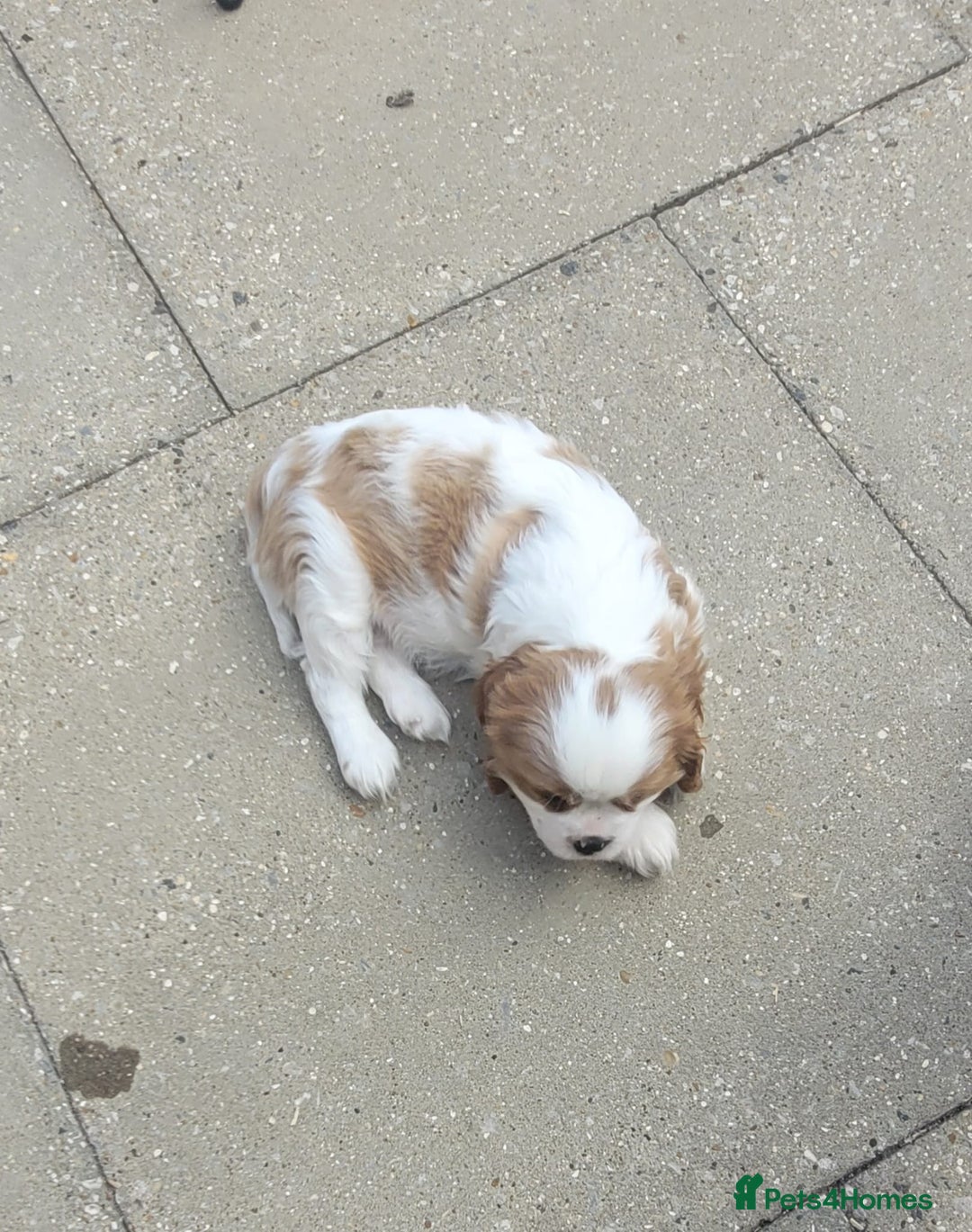 Cavalier King Charles Spaniel dogs for sale: Male Cavalier King Charles spaniel  - Image 17