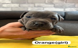 Staffordshire Bull Terrier dogs for sale:   Champion-KC.Reg.Blue Staffordshire Bull Terrier  - Image 16