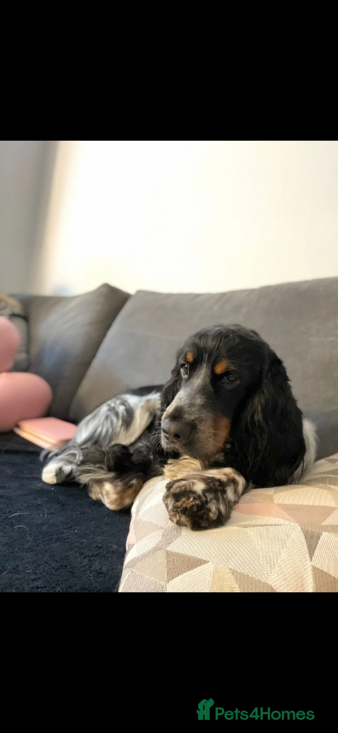 Cocker Spaniel dogs for stud: show type blue roan and tan in Darlington - Advert 3
