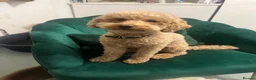 Toy Poodle dogs for sale: 1 stunning red toy poodle  - Advert 2