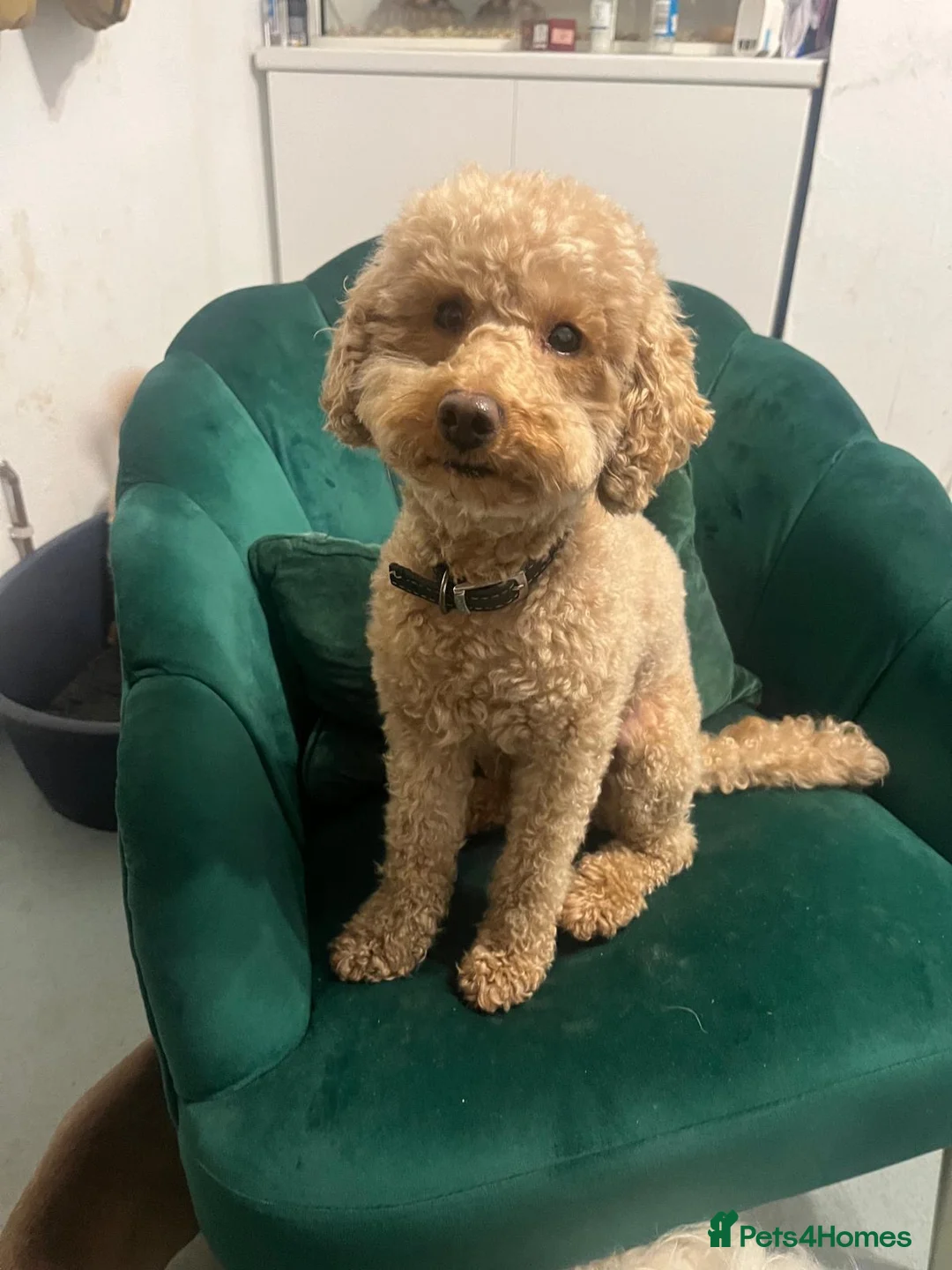Toy Poodle dogs for sale: 1 stunning red toy poodle  - Advert 2