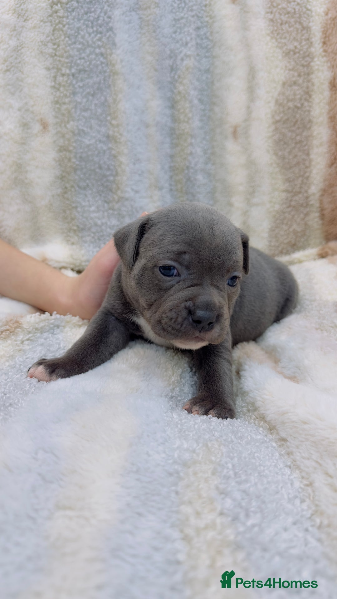 Staffordshire Bull Terrier dogs for sale: ✨🥰🐶 KC Registered Staffordshire Bull Terrier  🐾 - Advert 31