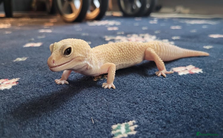 Gecko reptiles - Advert 1