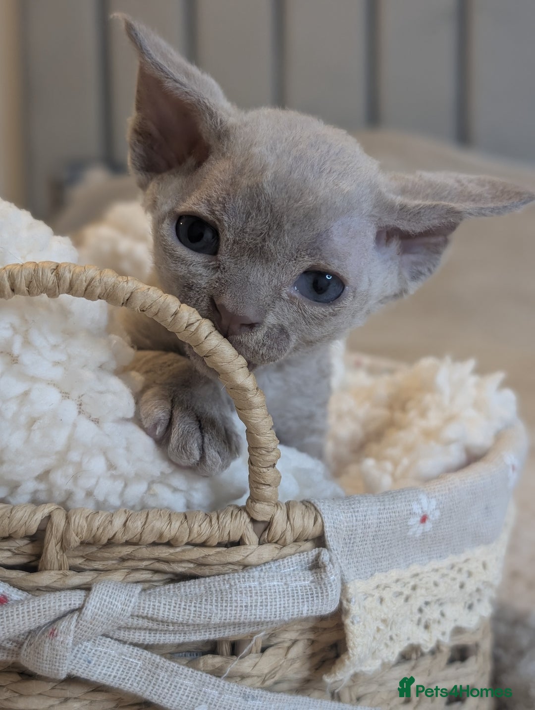 Devon Rex cats for sale: Beautiful Lilac boy available ♥️ - Advert 16