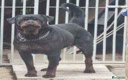 Rottweiler dogs for sale: ***KC REG active female**** - Advert 3