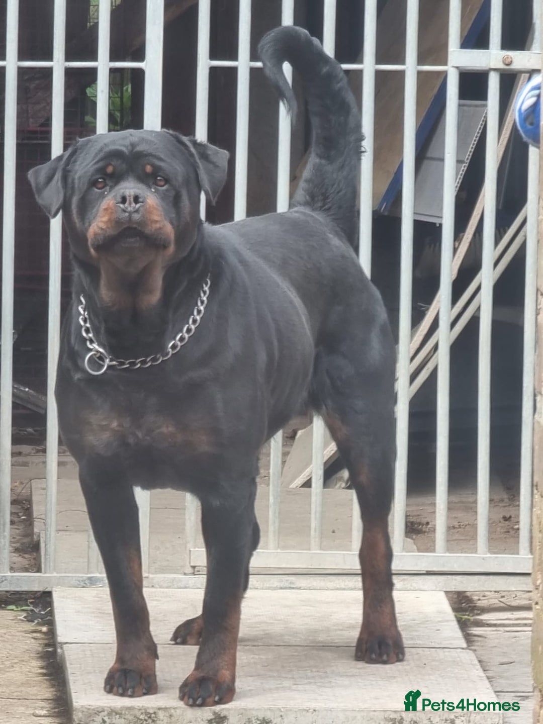 Rottweiler dogs for sale: ***KC REG active female**** - Advert 3