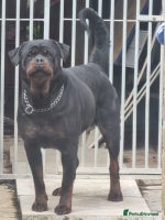 Rottweiler dogs ***KC REG active female**** - Advert 3