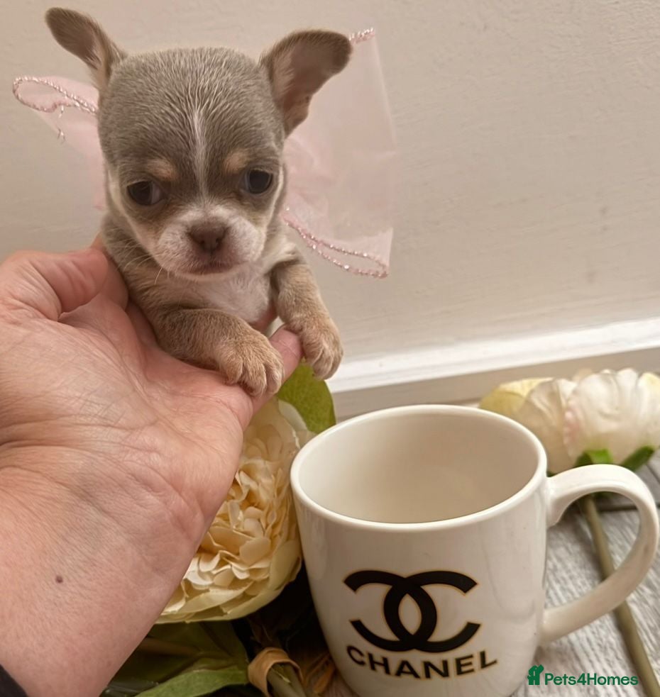 Chihuahua dogs  Very small chihuahua puppies - Advert 20