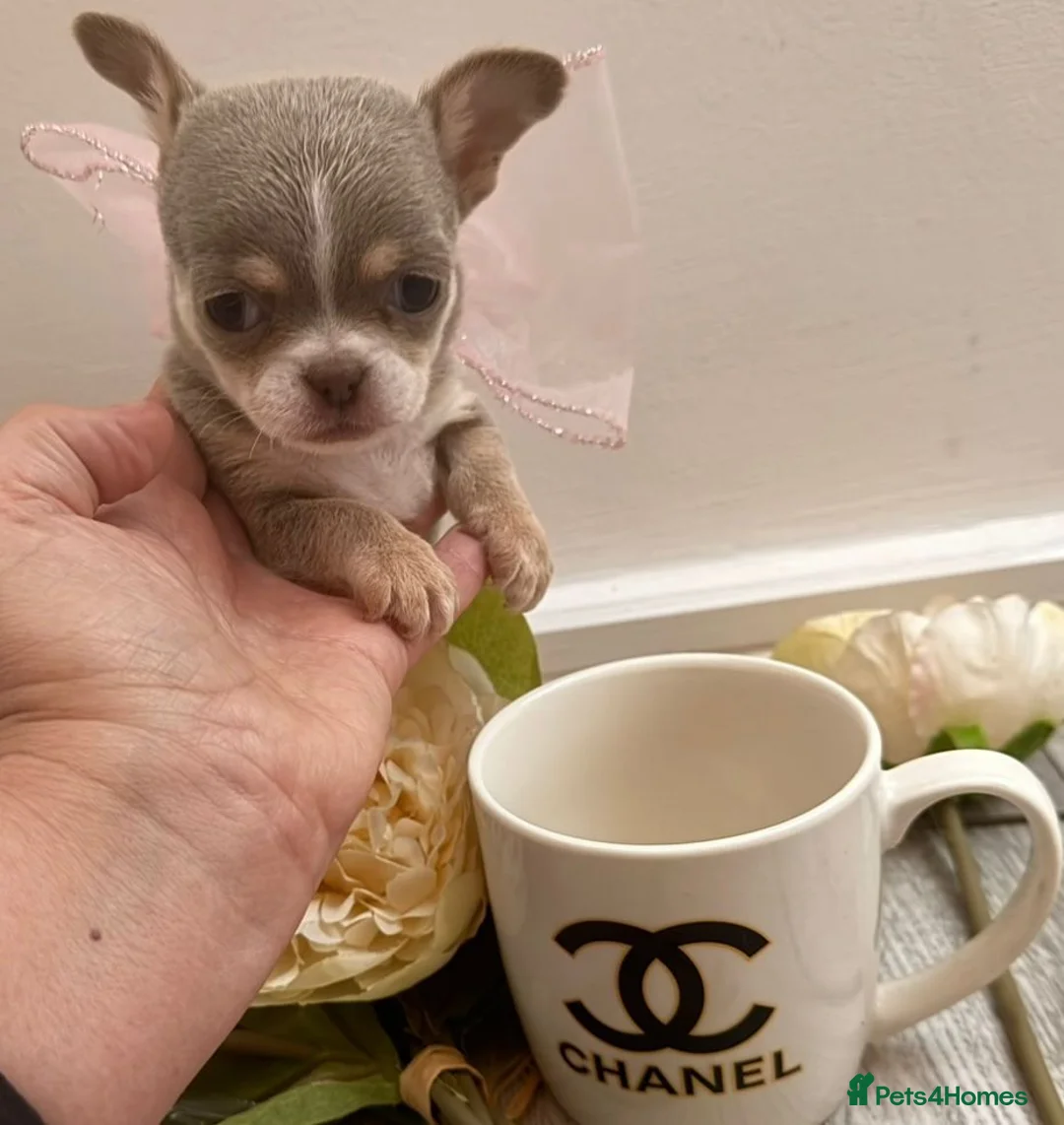 Chihuahua dogs for sale:  Very small chihuahua puppies - Advert 1